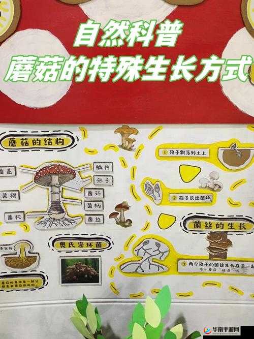 蘑菇的奥秘：一场全面的蘑菇科普之旅