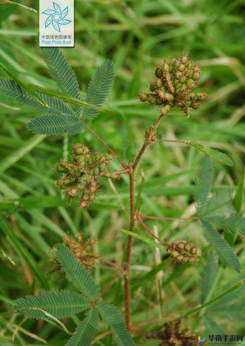 含羞草传媒 2022 隐藏路线：一段引人入胜的探索之旅