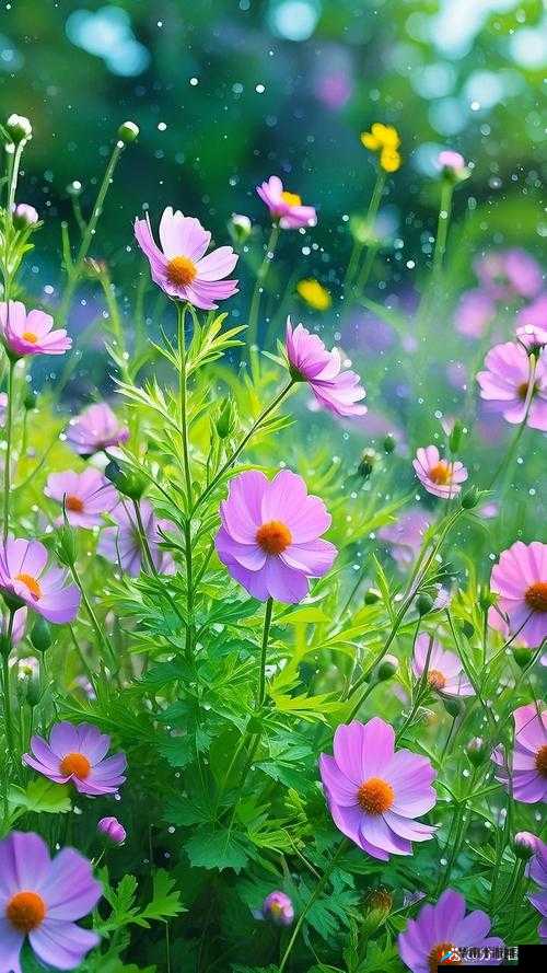 桃花色网——探寻那独特而迷人的色彩世界