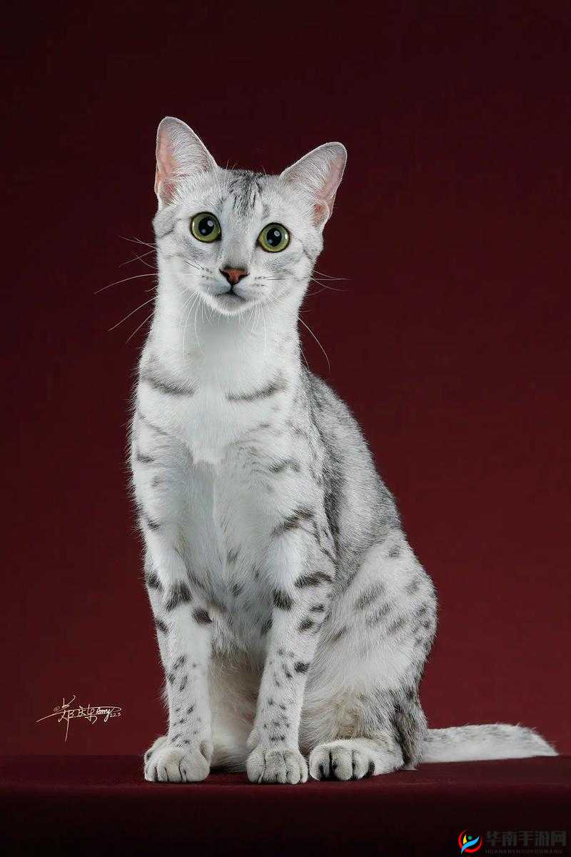 埃及猫免费入口怎么设置以及相关注意事项与方法介绍