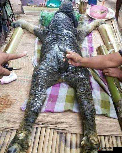 人猪又细又长像钻头一样图片：这真是奇特的画面啊