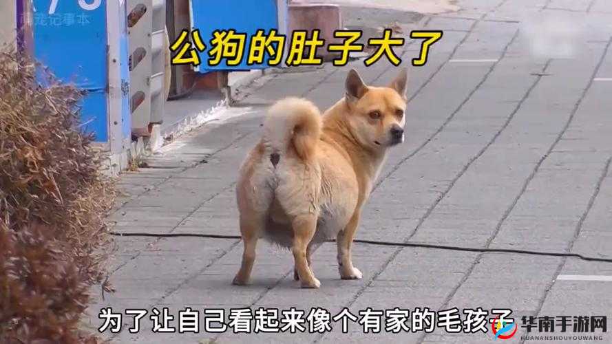 M 像狗一样爬行，这奇特的行为引发众人关注