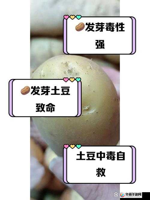 忘忧草日本www土豆：一个独特的存在及其相关探讨