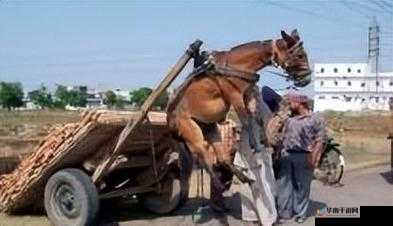 人马畜禽company-limited不仅画质清晰还流畅：一款优秀的产品