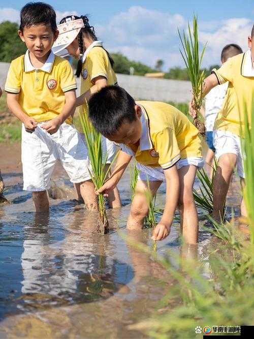 夫妻插秧 38 种方法图片大全：全面展示插秧技巧与夫妻协作之美
