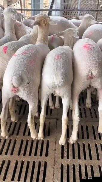 怀孕母羊四个水门特征:详细解析与关键要点