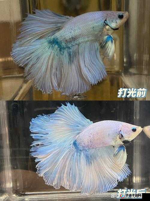 华丽荧光鱼评测:全面解析华丽荧光鱼的特点与养殖技巧