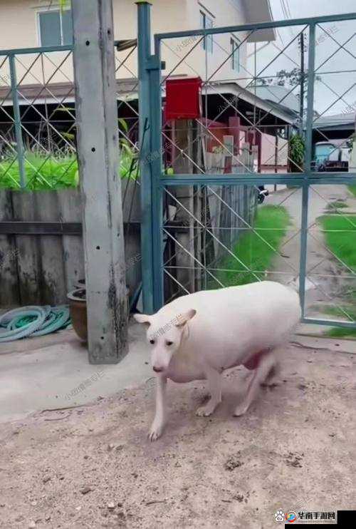 人：在世间追寻梦想与真爱的孤独行者猪：憨态可掬却充满智慧的农场小伙伴狗：忠诚勇敢守护家园的亲密朋友