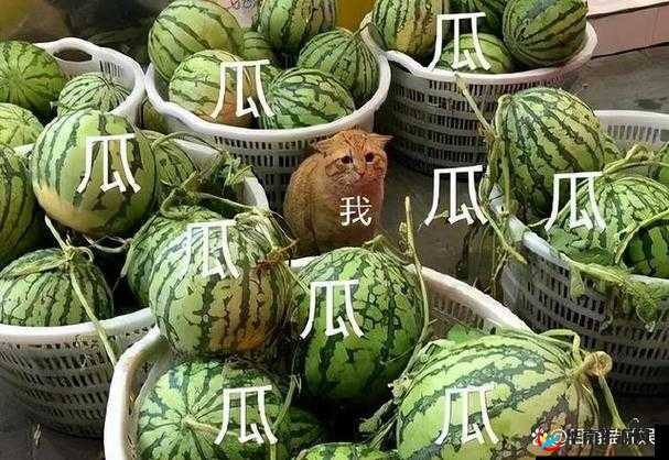 啃瓜不打烊——八卦爆料不停歇：深挖娱乐圈隐秘趣事