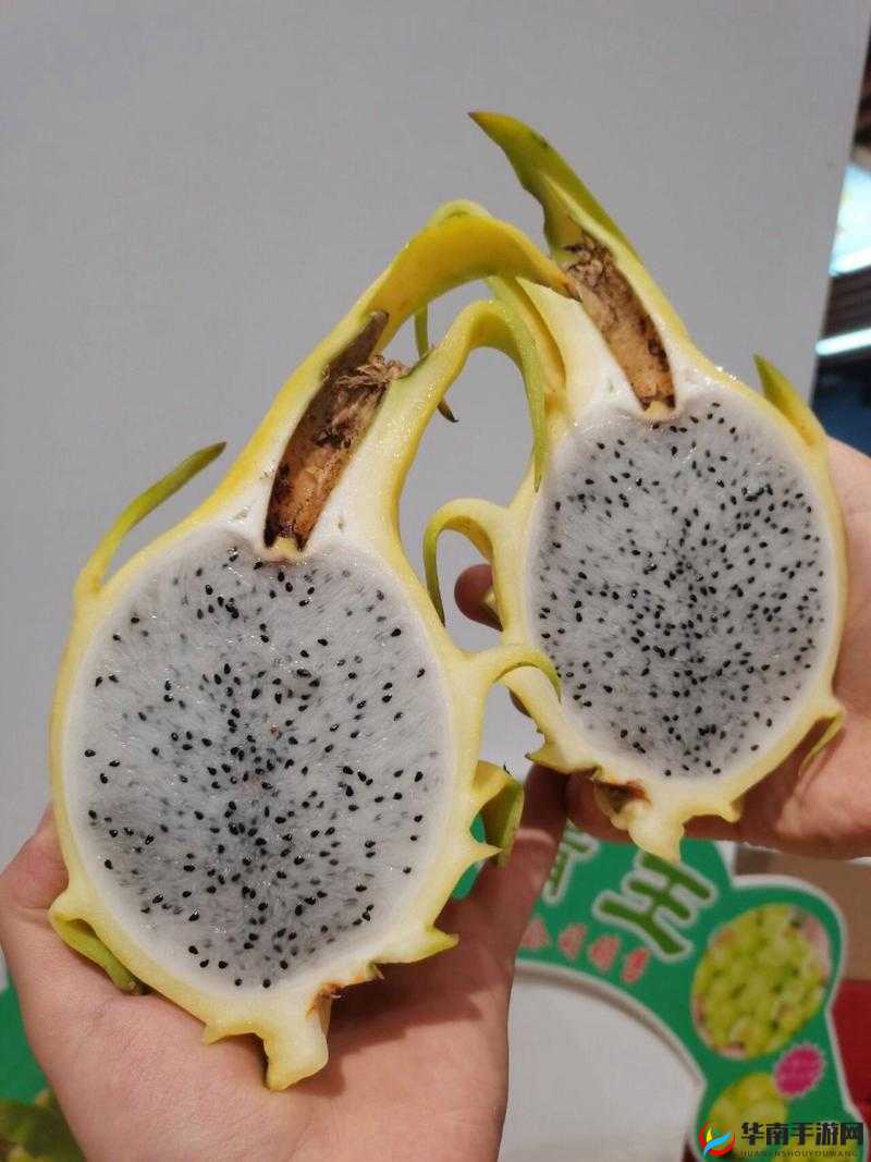 苏家有女 1V5 黄心火龙果：一段惊世骇俗的传奇故事