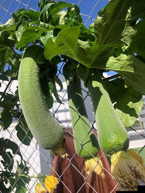 秋葵茄子丝瓜香瓜榴莲的丰富多样全品类大揭秘