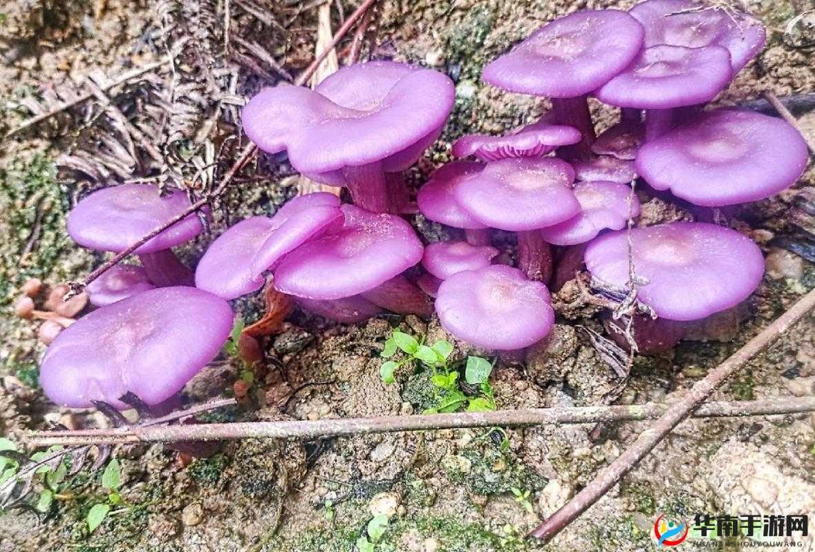 紫色的蘑菇根很粗大能吃吗迟迟不收入 网友对此十分疑惑