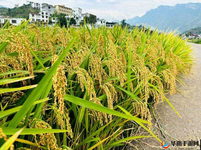 丰年经继拇 9M 所蕴含的美好寓意与启示