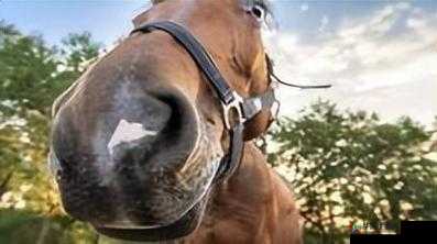 人马畜禽 company-limited 对外免费开放啦：开启全新体验之旅