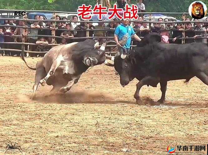 兽皇 videos3d 极品另类 video 精彩绝伦的独特呈现