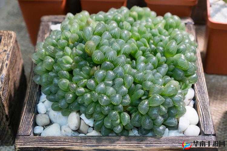 玉露春潮：关于其独特魅力与深厚内涵的探究