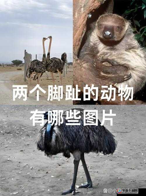 人马畜禽人：探索不同生命形态的奇妙世界与奥秘