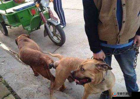 人和狗交配 MBA 相关话题引发争议探讨