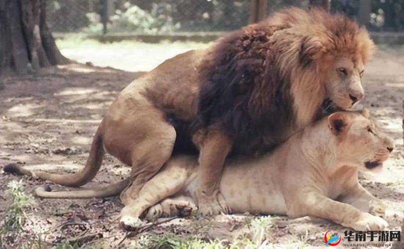 人与兽交配：探讨动物行为与人类伦理的边界