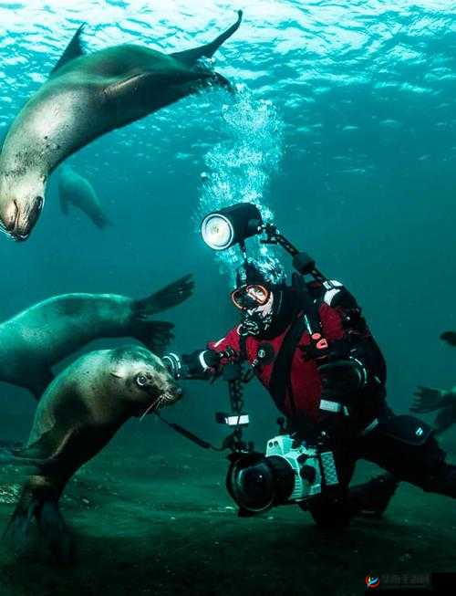 成熟交 BGMBGMBGM 在线：极致感官体验之探索