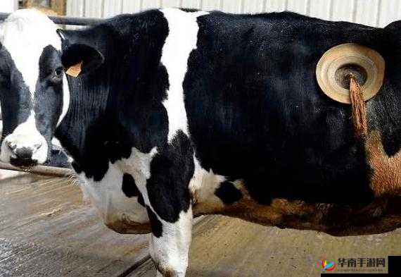 套阴茎奶牛服截肢产奶：残忍的产奶方式