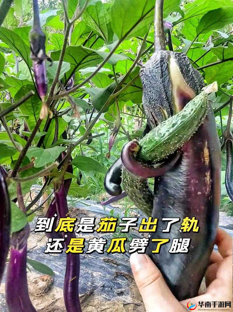 下面痒了用黄瓜还是茄子好：正确处理方式及建议