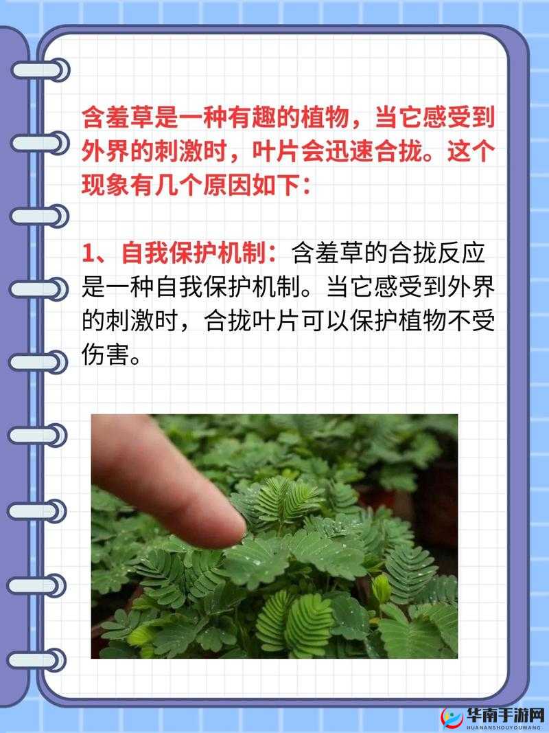 含羞草四叶草三叶草：探索三种神奇植物的奥秘世界