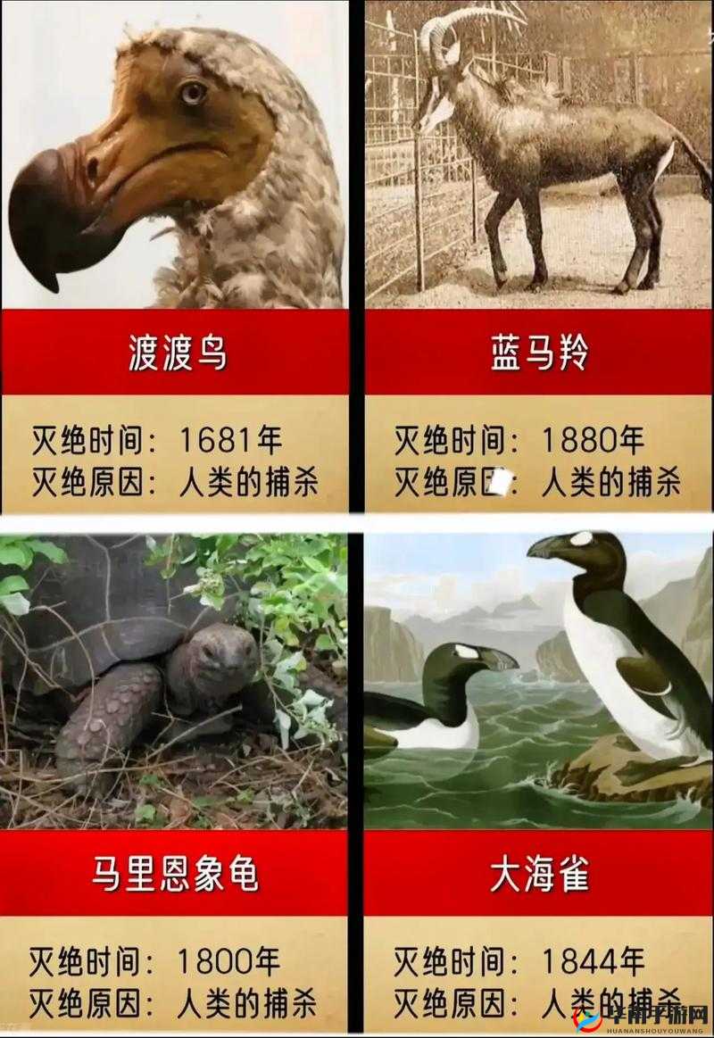 人与畜禽共性关系的重要性意义:探究动物对人类的价值和影响