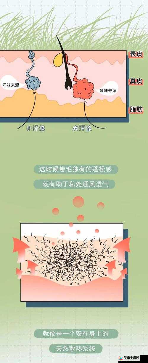 为什么女人毛太多会导致进不去？——探索私密部位毛发与性行为的关系