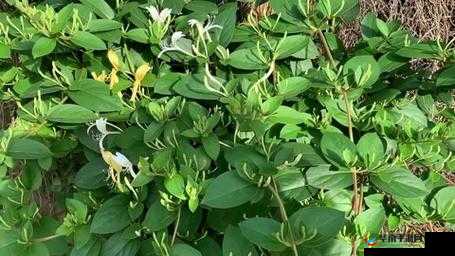 双管齐下 TXL 金银花的独特功效与应用探索