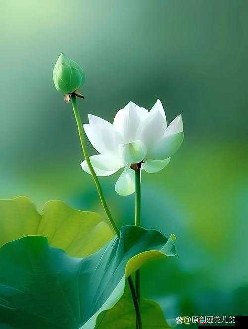 女性半夜莲花开：神秘时刻身心绽放的独特魅力