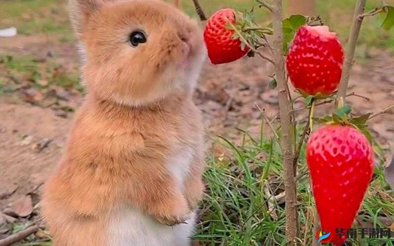 老公为什么一直咬我的小兔兔：这背后到底有何原因令人费解