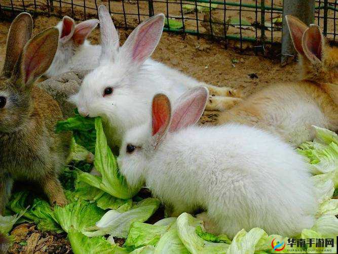 兽王 lostdayonea 杂交牧场：打造生态养殖新典范 引领行业未来发展