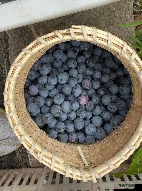 女生啊你tm别了蓝莓:一场令人费解的情感纠葛