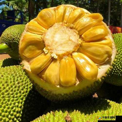 菠萝菠萝蜜视频免费看 5：带你走进奇妙的水果世界