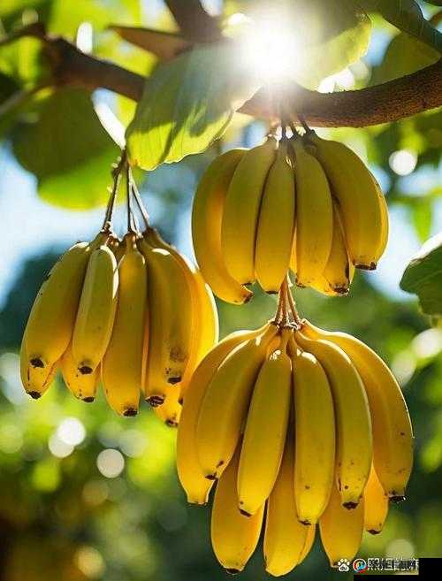 香蕉美人：一场视觉与情感的奇妙交融
