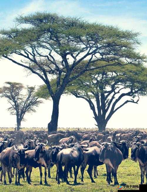 色哟哟非洲：一个充满神秘色彩和独特魅力的地方