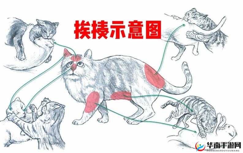 次次挨揍 cpo 的应对策略：如何有效避免及应对挨揍情况