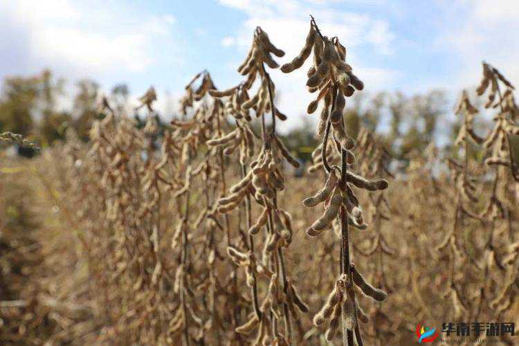 关于 japonensis 成熟大豆的独特魅力与价值探讨