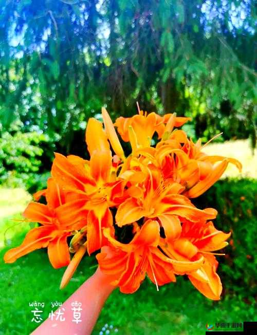 忘忧草未满十八岁：纯真年代的成长烦恼