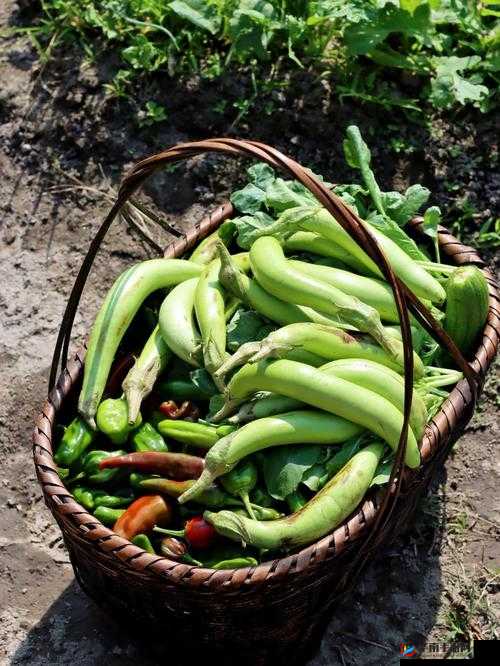 国产丝瓜啪:从田间到餐桌的绿色美食之旅