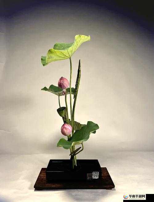 插花弄玉曲径通幽罗夏至：带你领略独特的艺术世界与美好情境