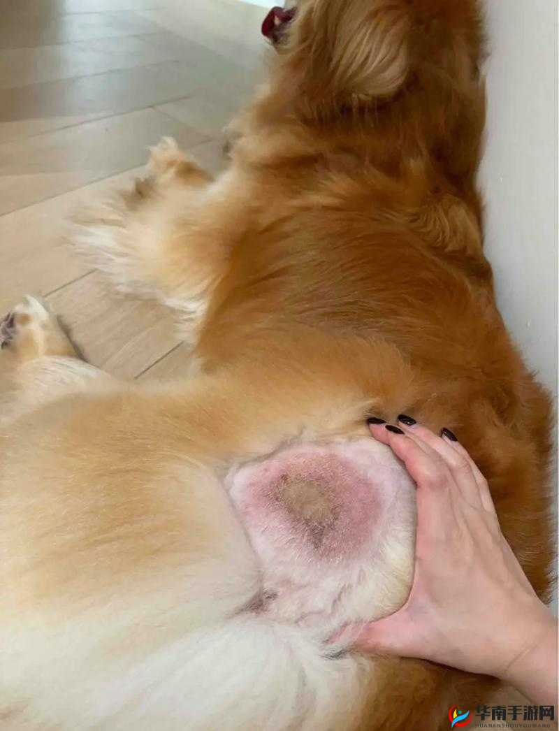 人狗胶配方大全狗狗一天:关于狗狗日常生活与饲养的全面指南