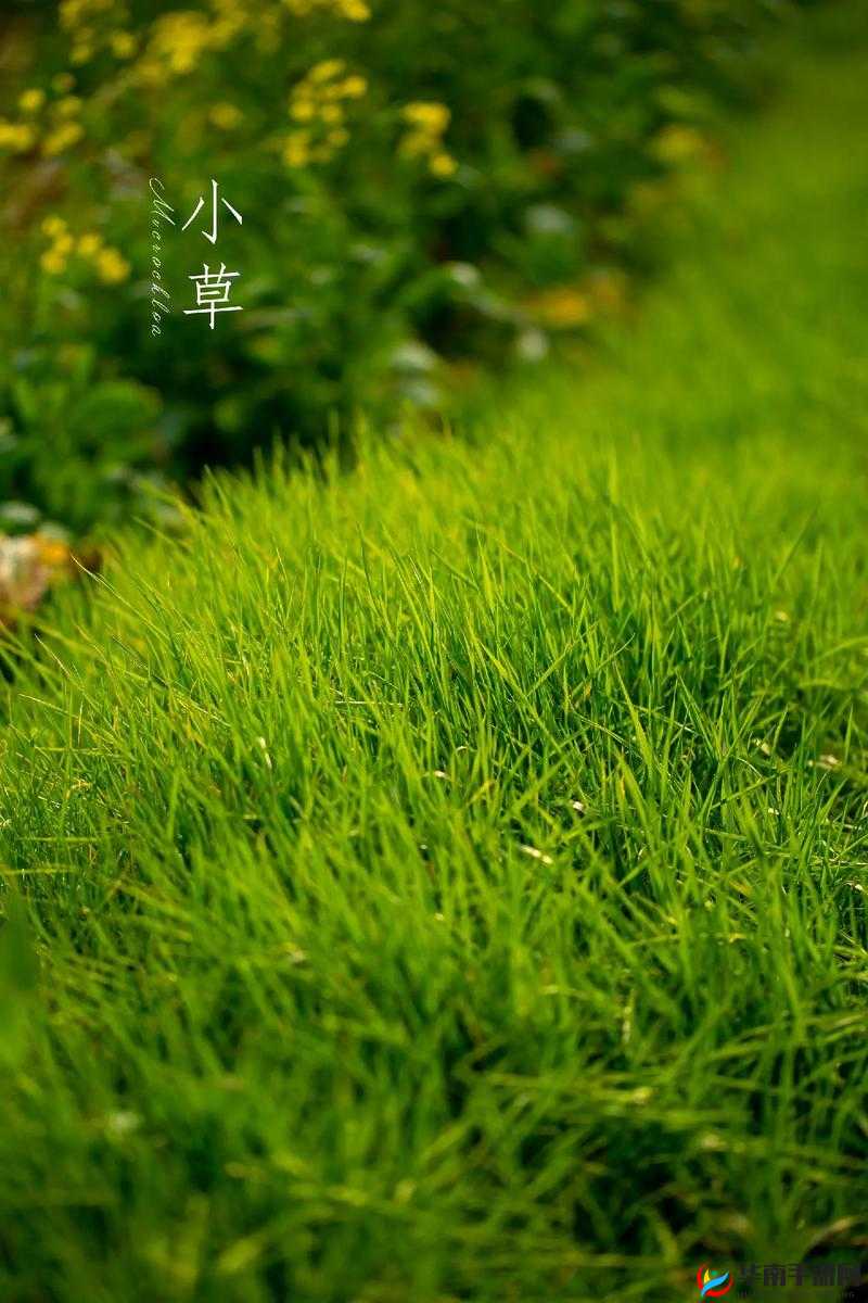 小草回家永不迷路 2024：探寻心灵归处的温暖之旅
