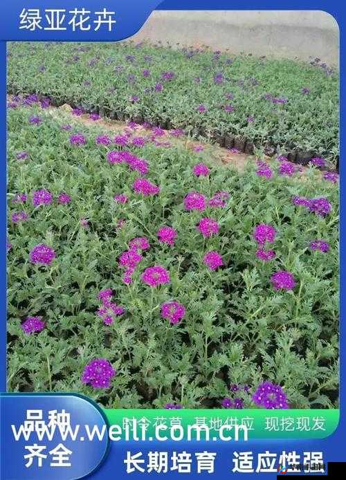 最新欧洲高清 VODAFONEWIFI：探索无限可能