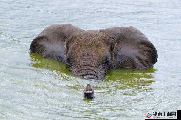 大象视频最新永久网:探索精彩世界的奇妙之旅