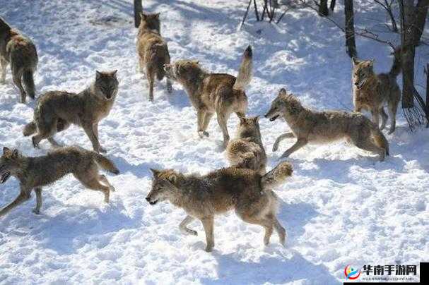 狼群网视频在线观看：提供精彩丰富的各类视频内容