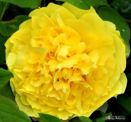 黄色精品国产之独特魅力与精彩呈现