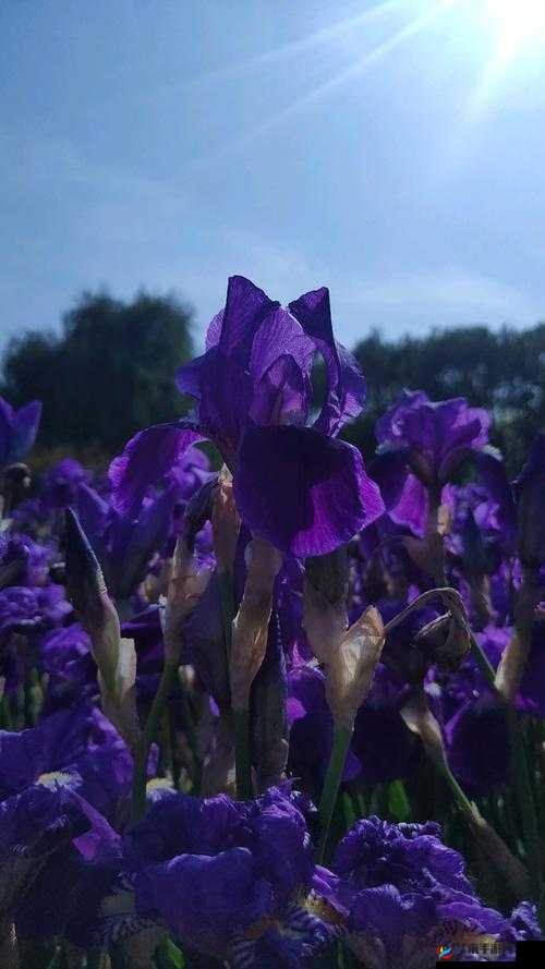 野花在线视频免费观看:畅享精彩大片无需付费