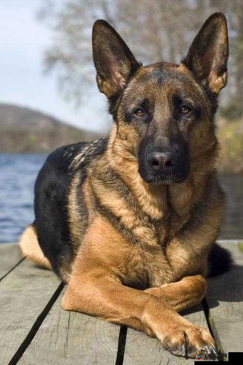 狗配人怎样配及马配人相关探讨：深入剖析其背后的奥秘